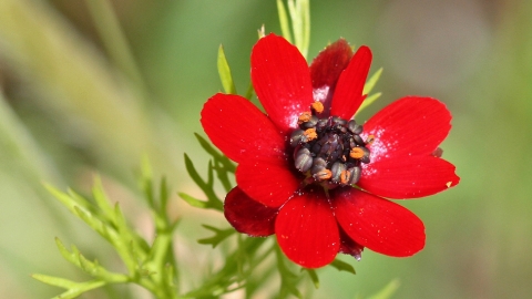 Pheasant's-eye