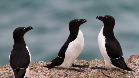 Razorbill