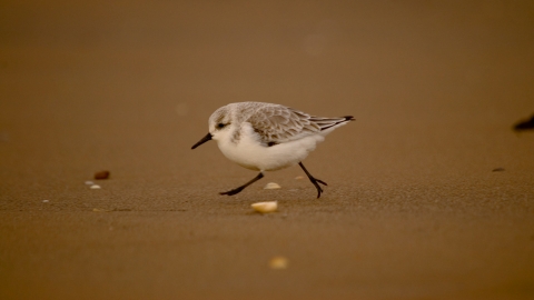 Sanderling