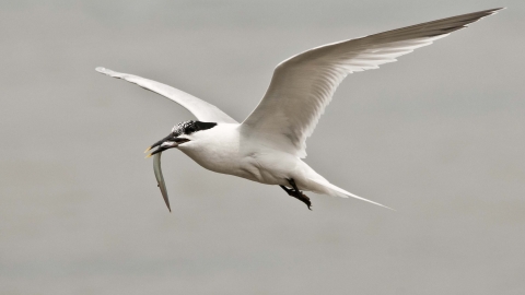 Sandwich Tern