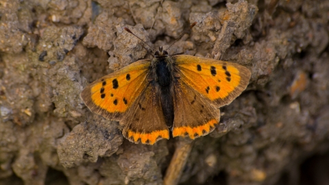 Small Copper butterfly