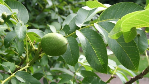 Common Walnut Cornwall Wildlife Trust