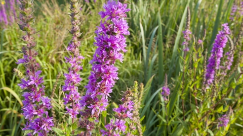 Purple-loosestrife