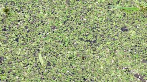 Common Duckweed