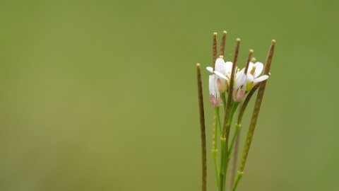 Hairy Bitter-cress