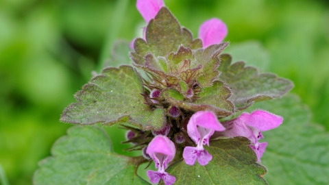 Red Dead-nettle