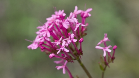 Red Valerian