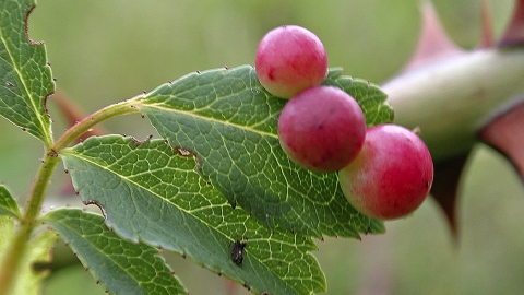 Cherry Gall Wasp