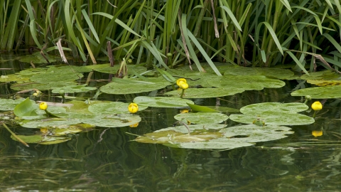 Yellow Water-lily