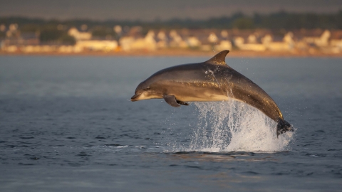 Bottlenose Dolphin