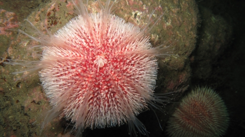 Edible sea urchin