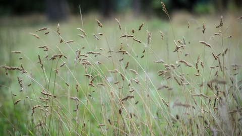 Grassland (c) Matthew Roberts