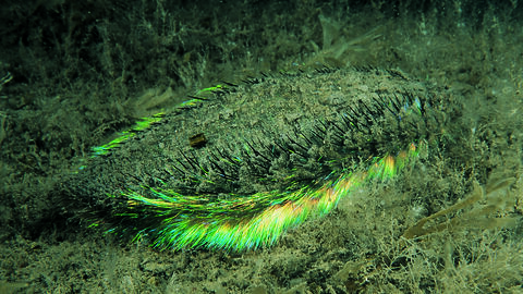 Sea mouse | Cornwall Wildlife Trust