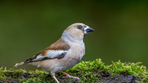 Hawfinch