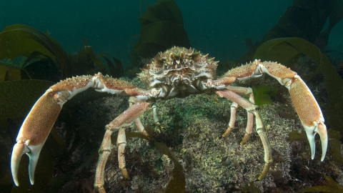 Spiny spider crab