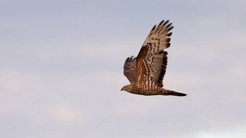 Honey buzzard