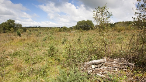 Redlake Cottage Meadows