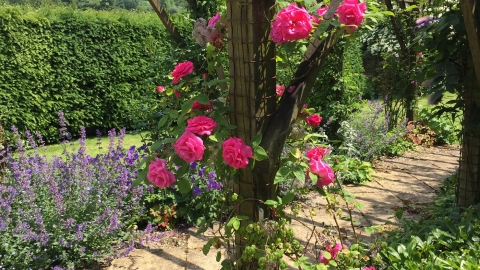 Colourful path at Boswiddle Open garden