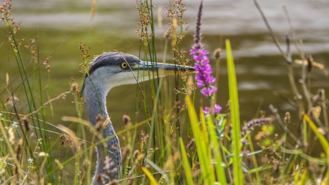 Heron at Lethytep Open Garden