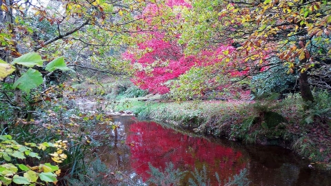 Magnificent colour at Milpool Open Garden