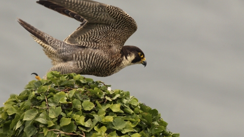 Peregrine in pursuit Lantic Bay Wild Cornwall Film Ian McCarthy