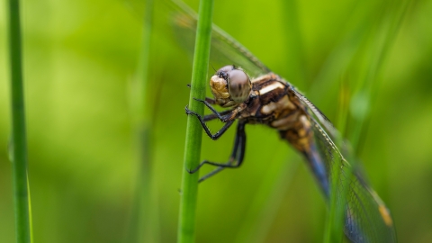 Dragonfly by Ben Watkins
