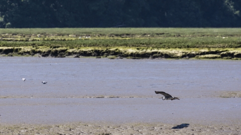 Tamar Estuary