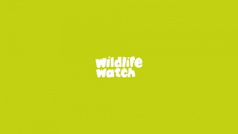 Wildlife Watch