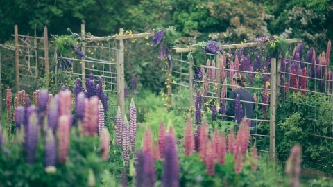 Cornish Cutting Garden lupin arch