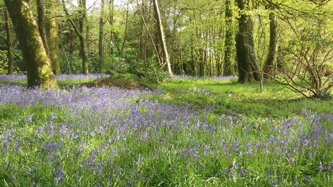 bluebell field at Coldrenick