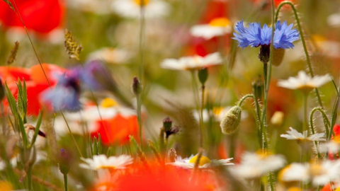 daisy, cornflowers and poppies in bloom