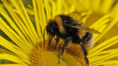 Help needed to save our Cornish bees