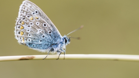 Common blue butterfly by Ben Watkins