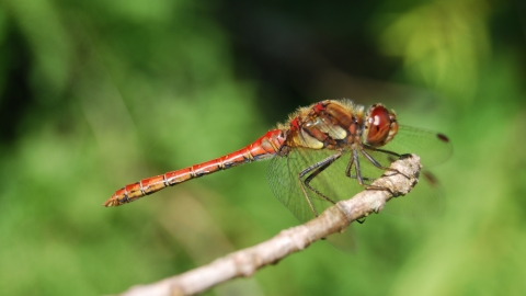 Common darter dragonfly by Cornwall Wildlife Trust