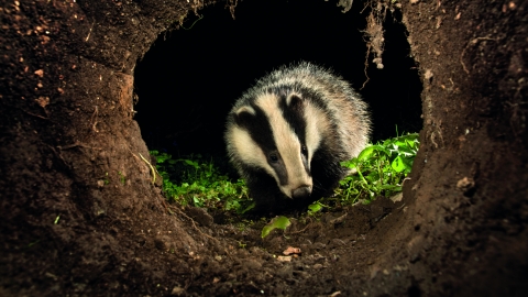 Badger by David Chapman