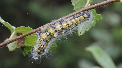 Buff tip moth caterpillar by David Lidstone
