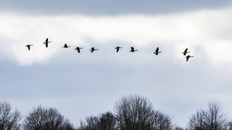 Flock of Canada Geese by Ben Watkins