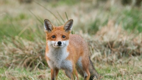 Inquisitive fox by Adrian Langdon
