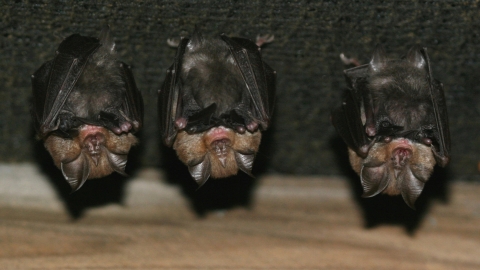 Lesser horseshoe bats by John Kaczanow