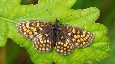 Heath Fritillary by Nigel Carter