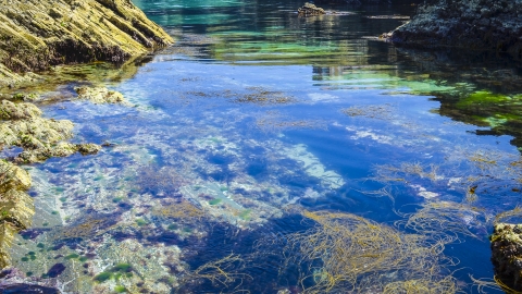 Rockpool by Aaron Parsons
