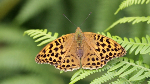 Silver-washed Fritillary by Dave Thomas