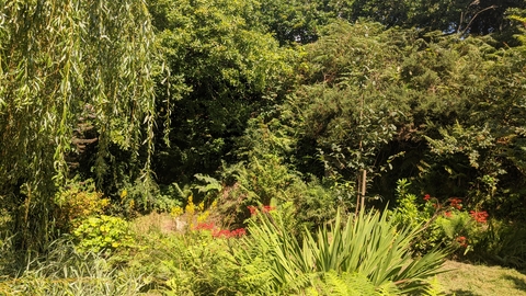 a willow tree flourishes and is surrounded by bright greens, yellows and oranges of various shrubs and grasses