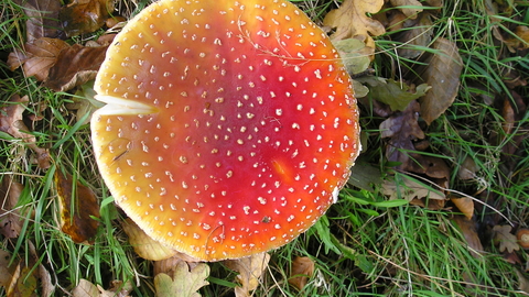 Fly Agaric Mushroom