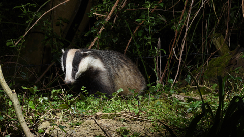 Badger