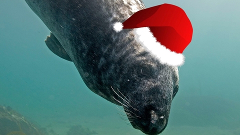 Seal in a Christmas hat