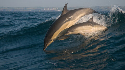 Common dolphin and calf, Image by Adrian Langdon