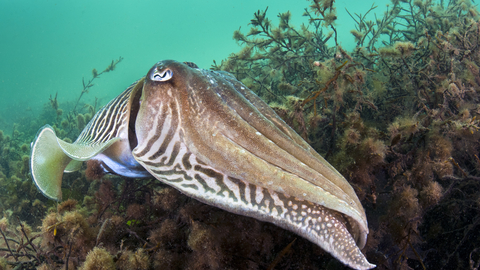 Cuttlefish by Alexander Mustard/2020VISION