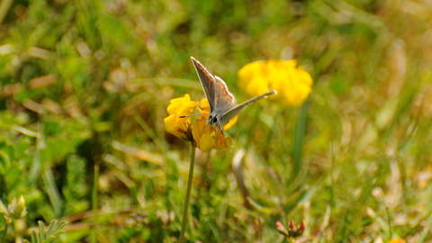 Brown ArgusĀ on Horseshoe-vetch