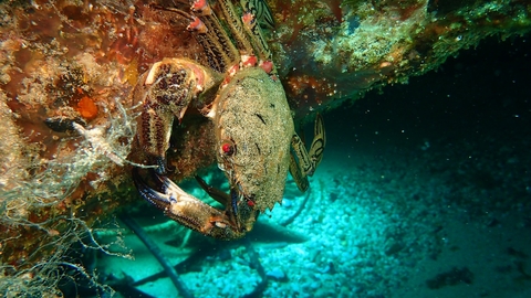 Velvet Swimming Crab, image by Matt Slater